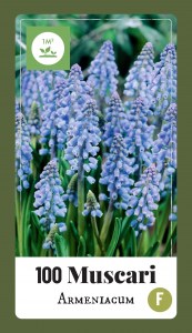 321.250 Label - 100 Muscari armeniacum5